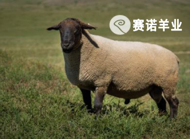 薩?？?>
                                            </a>
                                            薩?？?
                                        </div>
                                    </li>
                                                                    <li>
                                        <div   id=